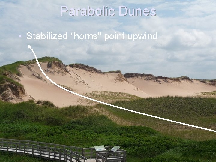 Parabolic Dunes • Stabilized “horns" point upwind 
