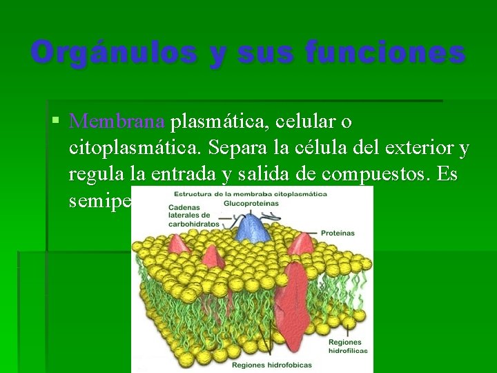 Orgánulos y sus funciones § Membrana plasmática, celular o citoplasmática. Separa la célula del