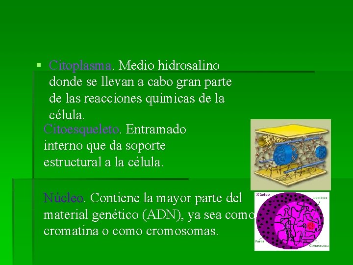 § Citoplasma. Medio hidrosalino donde se llevan a cabo gran parte de las reacciones