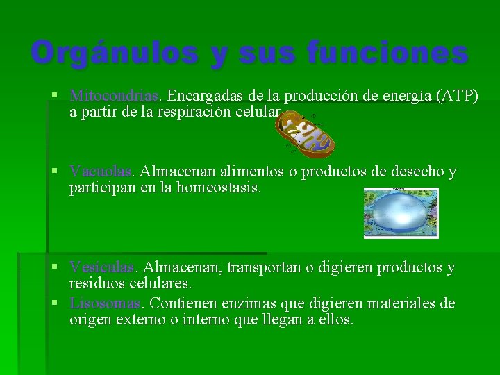 Orgánulos y sus funciones § Mitocondrias. Encargadas de la producción de energía (ATP) a