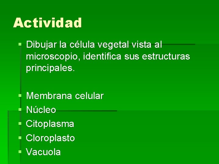 Actividad § Dibujar la célula vegetal vista al microscopio, identifica sus estructuras principales. §