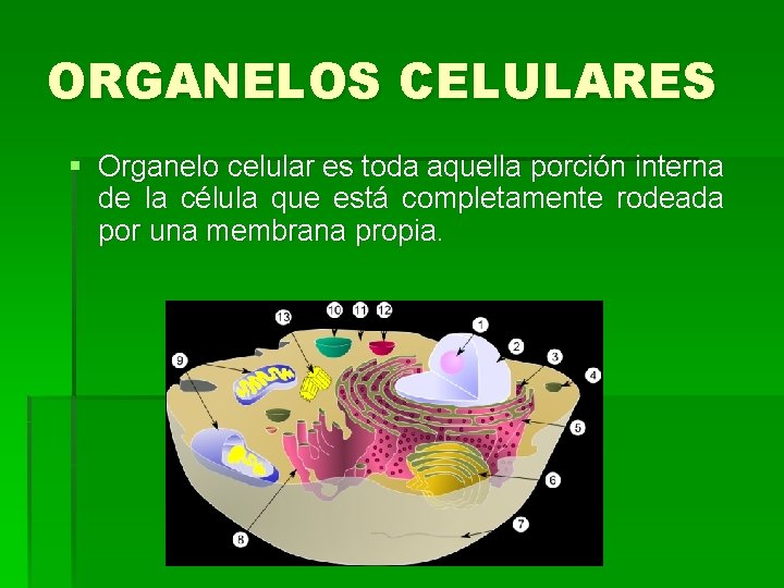 ORGANELOS CELULARES § Organelo celular es toda aquella porción interna de la célula que