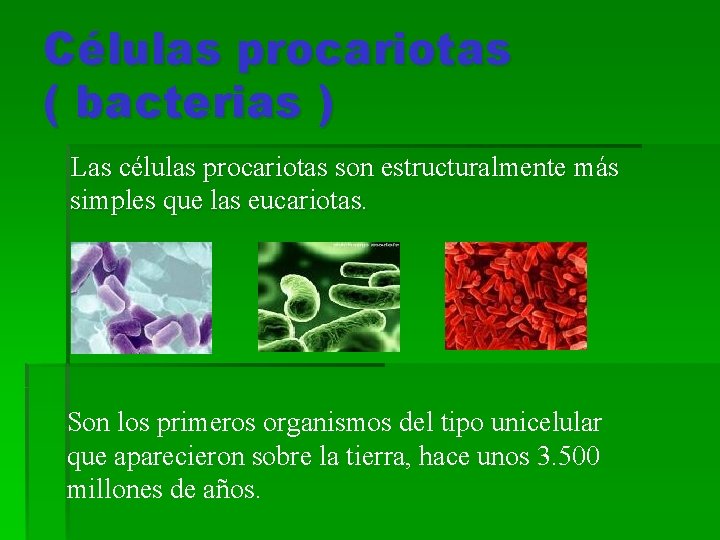 Células procariotas ( bacterias ) Las células procariotas son estructuralmente más simples que las