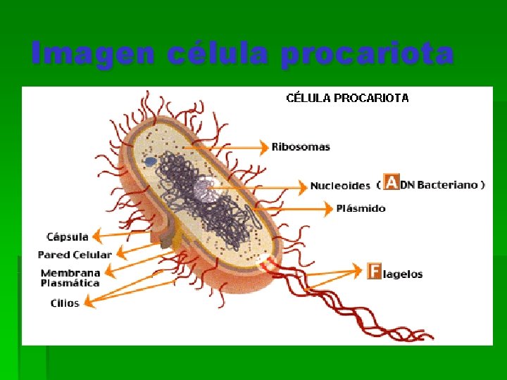 Imagen célula procariota 