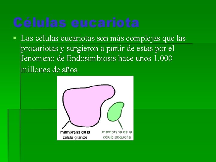 Células eucariota § Las células eucariotas son más complejas que las procariotas y surgieron