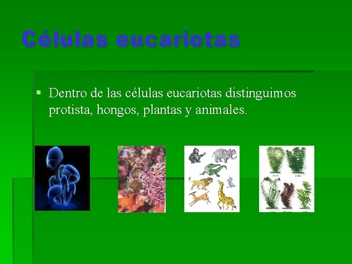 Células eucariotas § Dentro de las células eucariotas distinguimos protista, hongos, plantas y animales.
