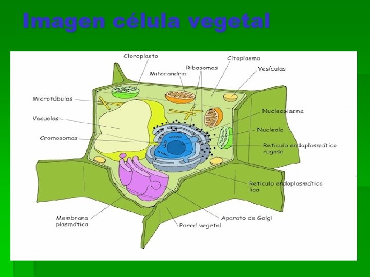 Imagen célula vegetal 