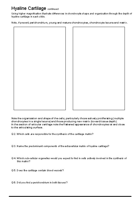 Hyaline Cartilage continued Using higher magnification illustrate differences in chondrocyte shape and organisation through