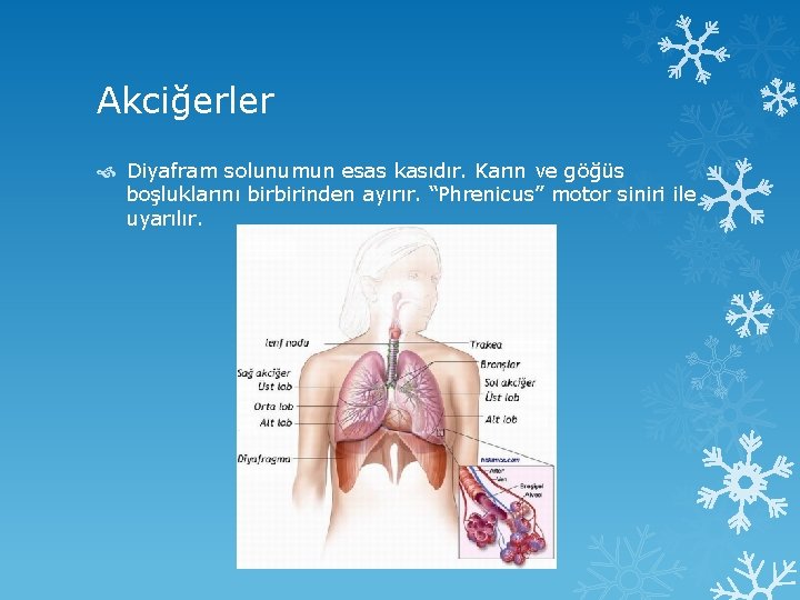 Akciğerler Diyafram solunumun esas kasıdır. Karın ve göğüs boşluklarını birbirinden ayırır. “Phrenicus” motor siniri