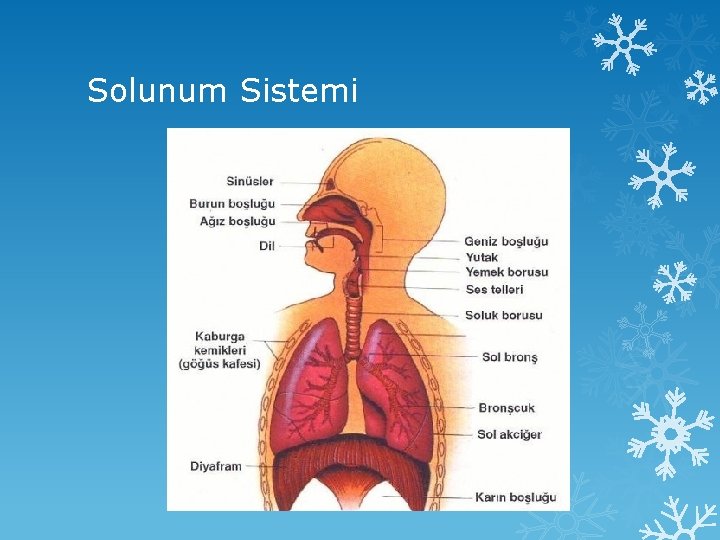 Solunum Sistemi 