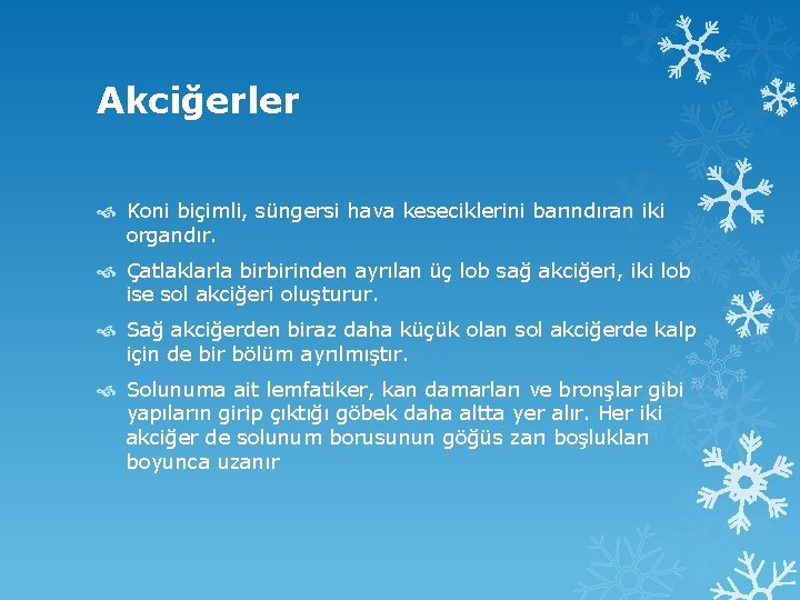 Akciğerler Koni biçimli, süngersi hava keseciklerini barındıran iki organdır. Çatlaklarla birbirinden ayrılan üç lob