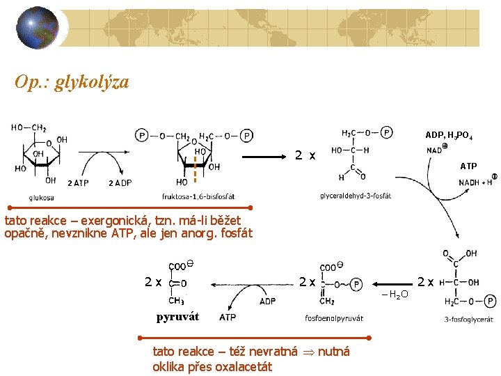 Op. : glykolýza ADP, H 3 PO 4 2 x 2 ATP 2 tato