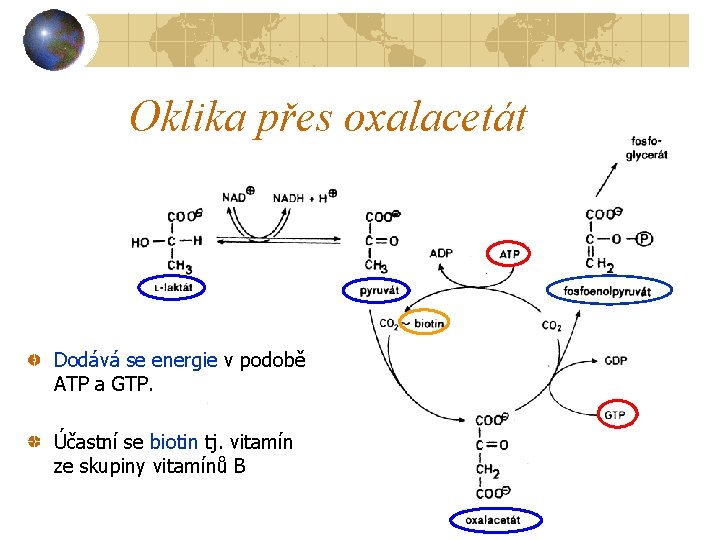 Oklika přes oxalacetát Dodává se energie v podobě ATP a GTP. Účastní se biotin