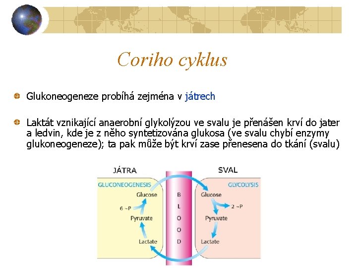 Coriho cyklus Glukoneogeneze probíhá zejména v játrech Laktát vznikající anaerobní glykolýzou ve svalu je