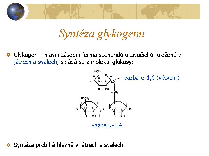 Syntéza glykogenu Glykogen – hlavní zásobní forma sacharidů u živočichů, uložená v játrech a