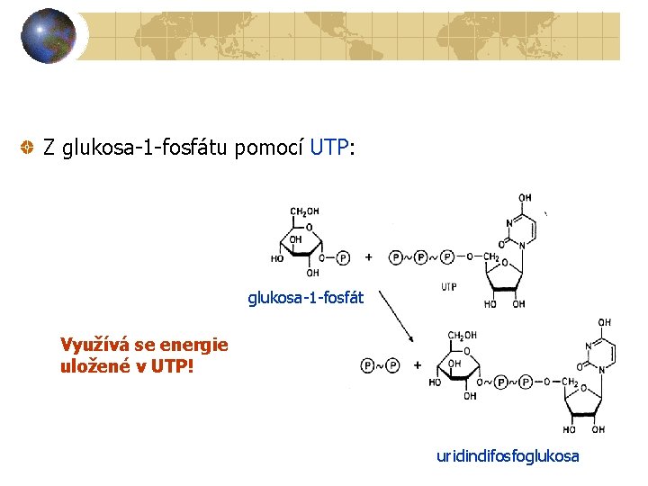 Z glukosa-1 -fosfátu pomocí UTP: glukosa-1 -fosfát Využívá se energie uložené v UTP! uridindifosfoglukosa