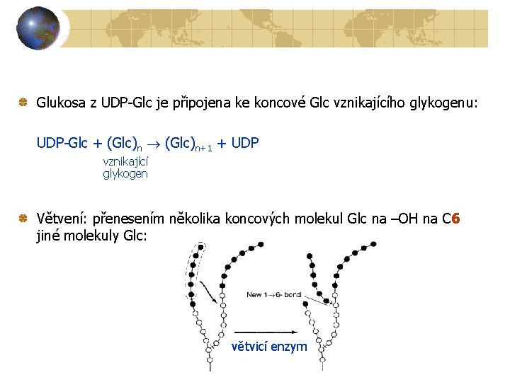 Glukosa z UDP-Glc je připojena ke koncové Glc vznikajícího glykogenu: UDP-Glc + (Glc)n+1 +