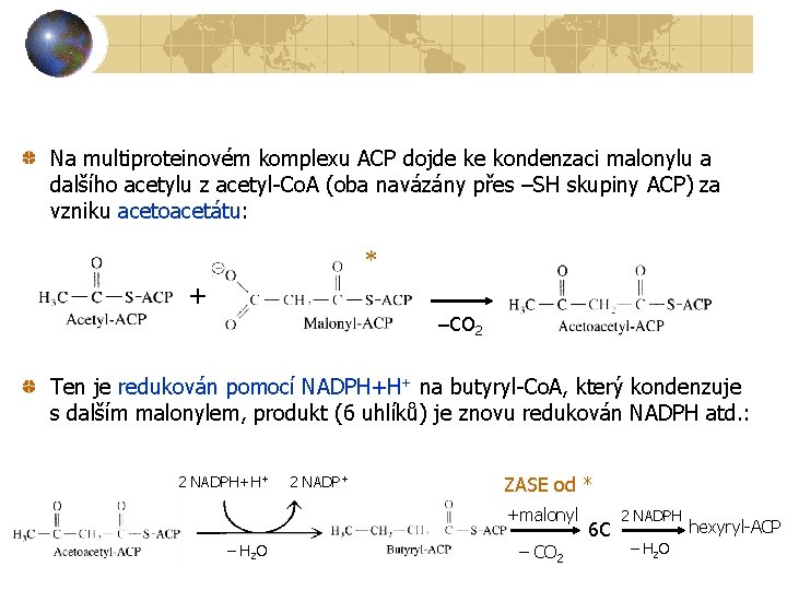 Na multiproteinovém komplexu ACP dojde ke kondenzaci malonylu a dalšího acetylu z acetyl-Co. A