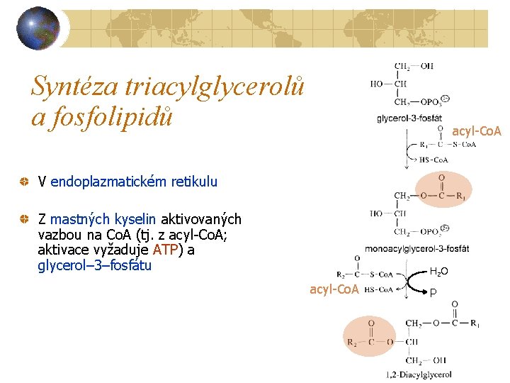 Syntéza triacylglycerolů a fosfolipidů acyl-Co. A V endoplazmatickém retikulu Z mastných kyselin aktivovaných vazbou