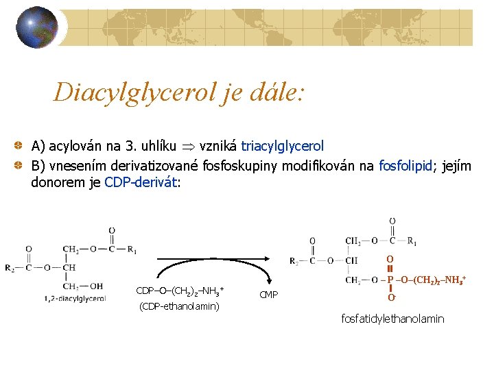 Diacylglycerol je dále: A) acylován na 3. uhlíku vzniká triacylglycerol B) vnesením derivatizované fosfoskupiny