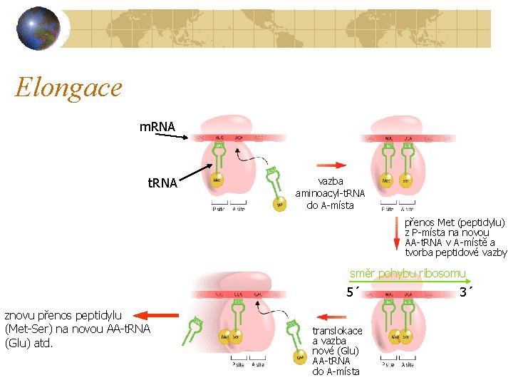 Elongace m. RNA t. RNA vazba aminoacyl-t. RNA do A-místa přenos Met (peptidylu) z