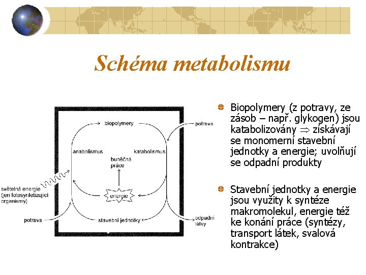 Schéma metabolismu Biopolymery (z potravy, ze zásob – např. glykogen) jsou katabolizovány získávají se