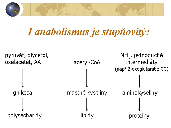 I anabolismus je stupňovitý: pyruvát, glycerol, oxalacetát, AA acetyl-Co. A NH 3, jednoduché intermediáty