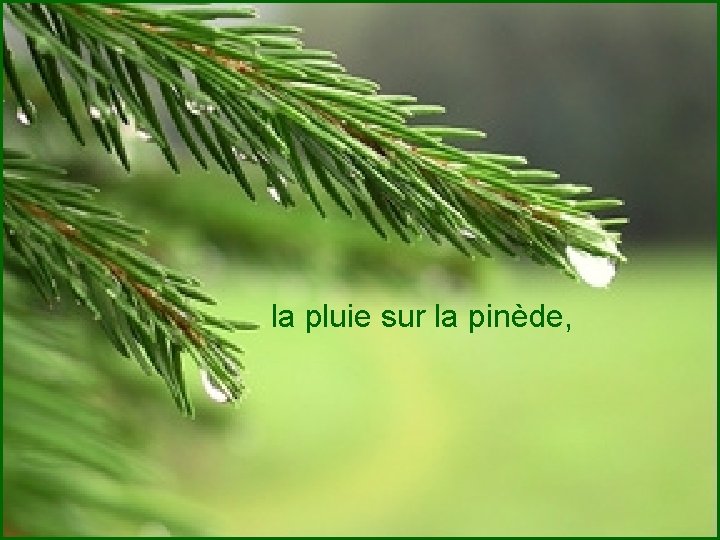 la pluie sur la pinède, 