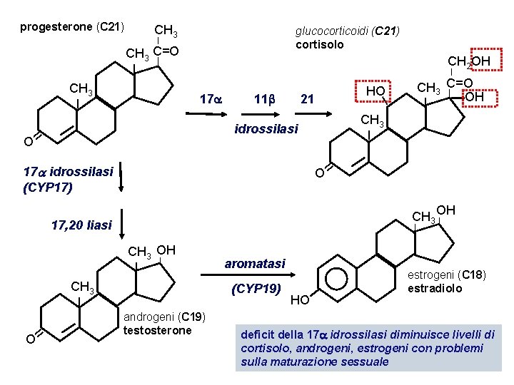 progesterone (C 21) CH 3 glucocorticoidi (C 21) cortisolo I CH 3 C=O I