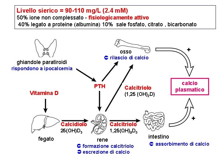 Livello sierico = 90 -110 mg/L (2. 4 m. M) 50% ione non complessato