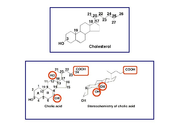 Cholesterol 