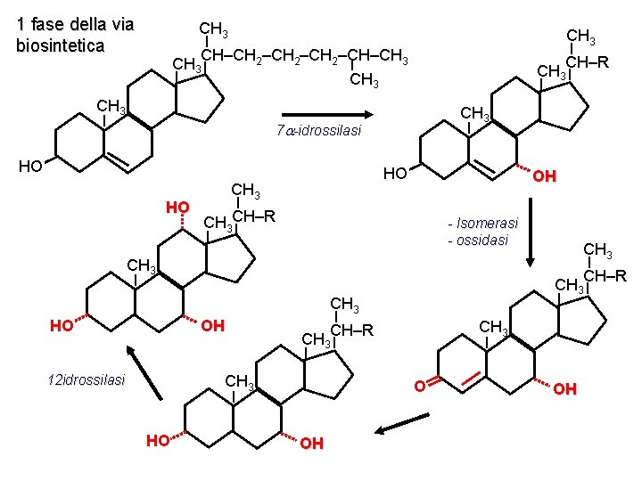 1 fase della via biosintetica CH 3 I CH–CH 2–CH–CH 3 I I I