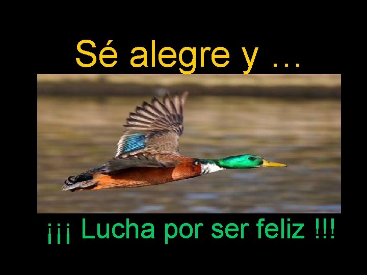 Sé alegre y … ¡¡¡ Lucha por ser feliz !!! 