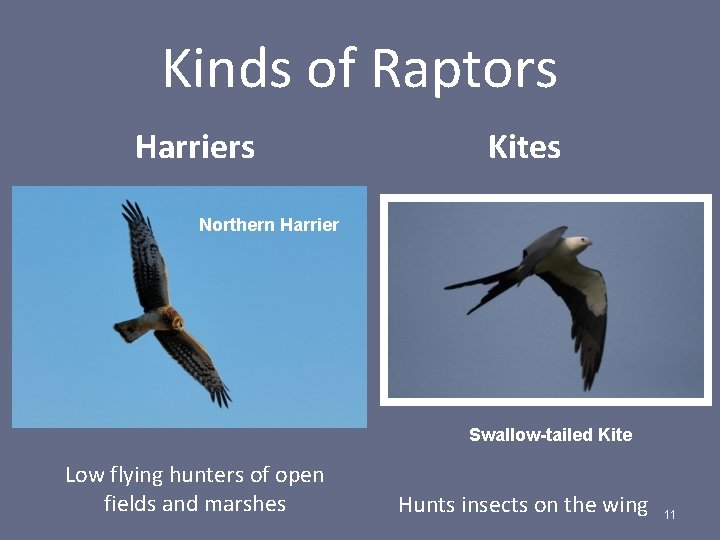 Kinds of Raptors Harriers Kites Northern Harrier Swallow-tailed Kite Low flying hunters of open