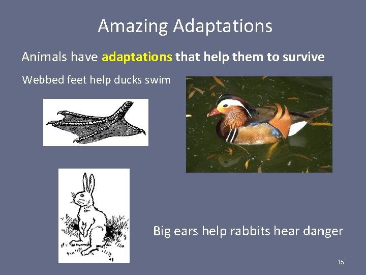 Amazing Adaptations Animals have adaptations that help them to survive Webbed feet help ducks