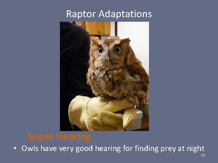 Raptor Adaptations Super Hearing • Owls have very good hearing for finding prey at
