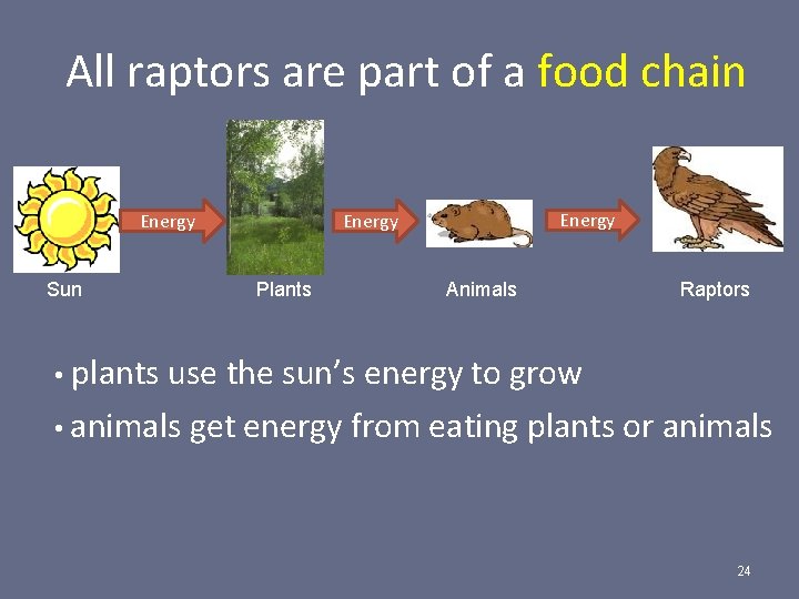 All raptors are part of a food chain Energy Sun Energy Plants Animals Raptors