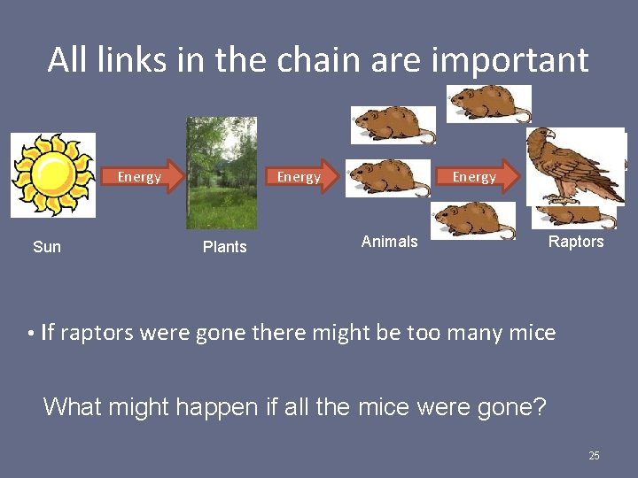 All links in the chain are important Energy Sun Energy Plants Energy Animals Raptors