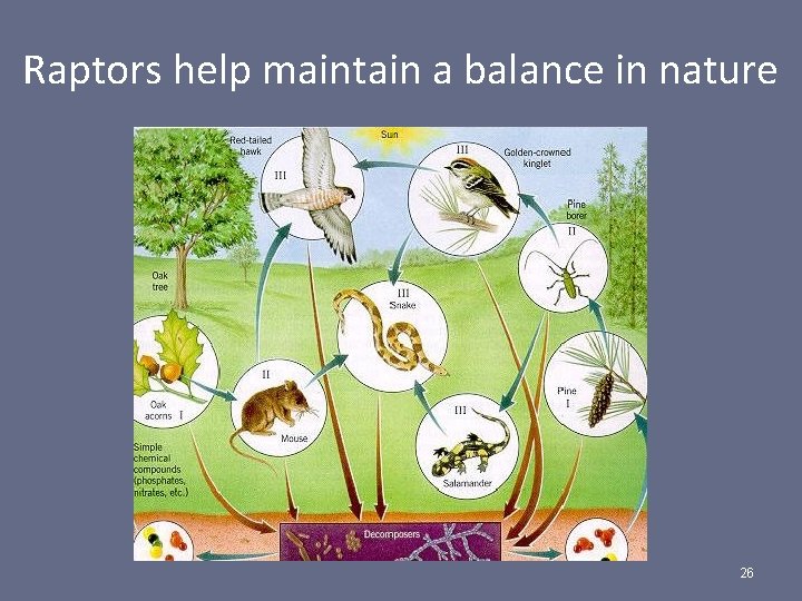 Raptors help maintain a balance in nature 26 