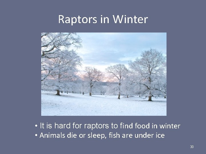 Raptors in Winter • It is hard for raptors to find food in winter