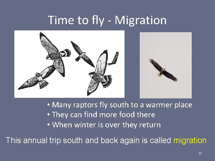 Time to fly - Migration • Many raptors fly south to a warmer place