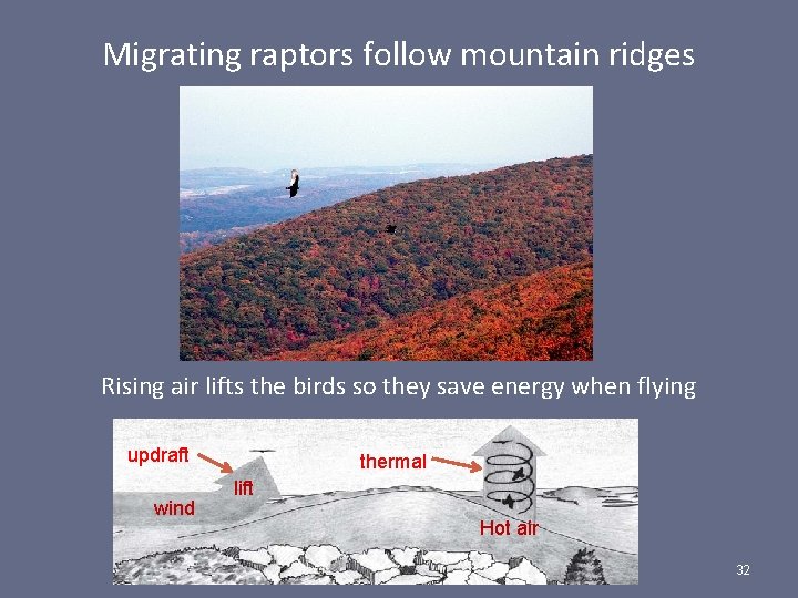 Migrating raptors follow mountain ridges Rising air lifts the birds so they save energy