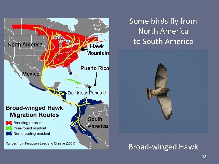 North America Mexico Hawk Mountain Some birds fly from North America to South America