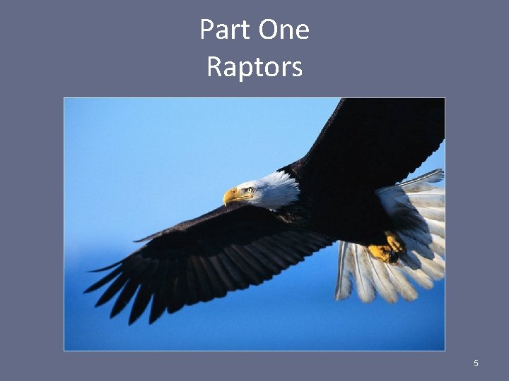 Part One Raptors 5 