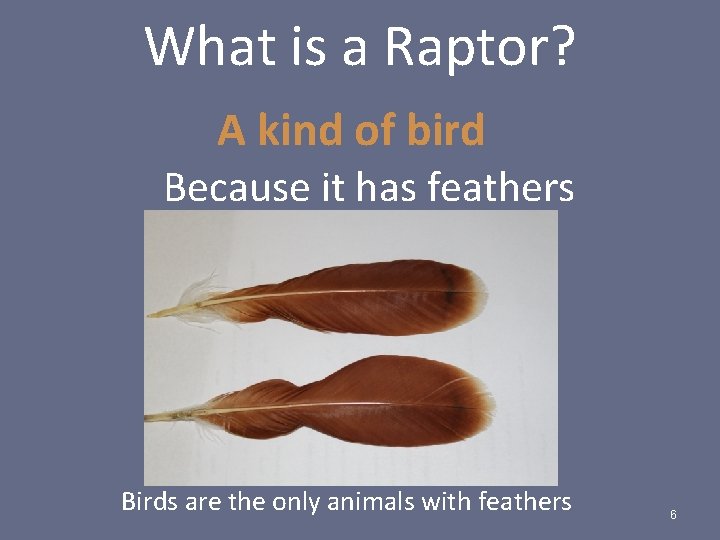 What is a Raptor? A kind of bird Because it has feathers Birds are