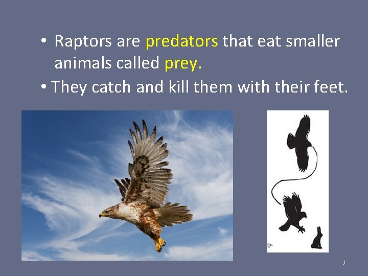  • Raptors are predators that eat smaller animals called prey. • They catch