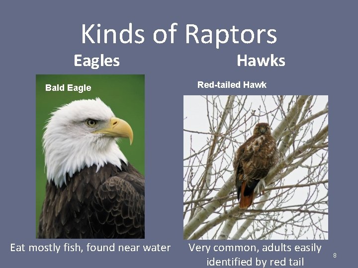 Kinds of Raptors Eagles Bald Eagle Eat mostly fish, found near water Hawks Red-tailed