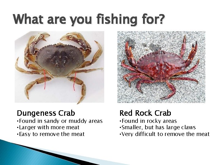 What are you fishing for? Dungeness Crab • Found in sandy or muddy areas