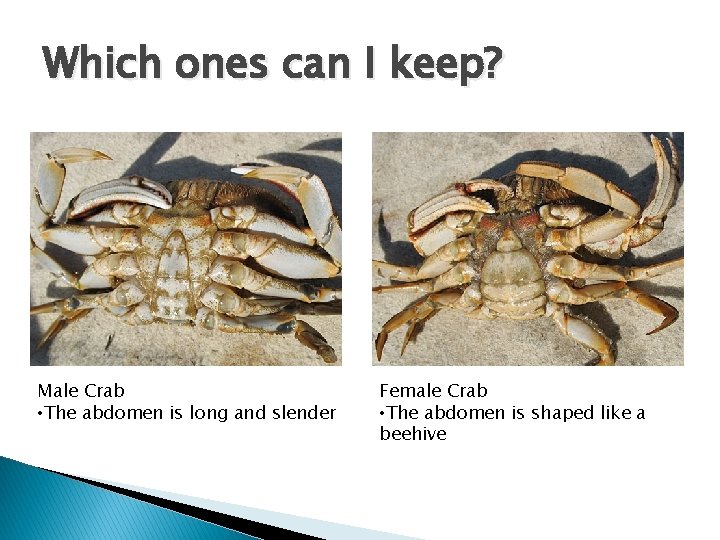 Which ones can I keep? Male Crab • The abdomen is long and slender