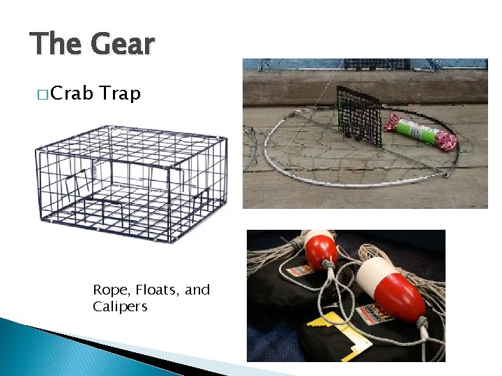 The Gear � Crab Trap Rope, Floats, and Calipers 